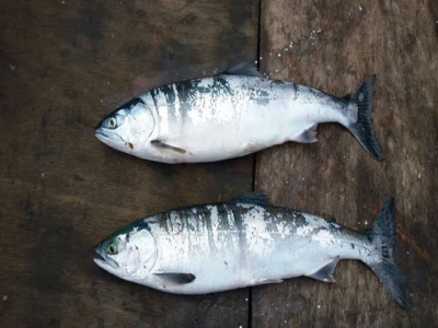 Expedition uncovers new insights into salmon migration