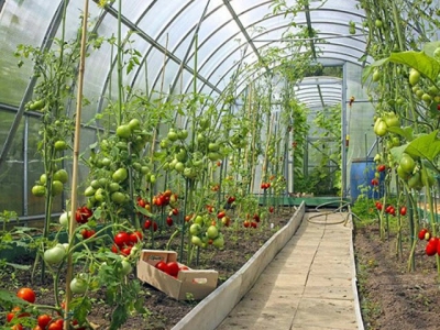 Planning a Garden Greenhouse for Organic Gardening