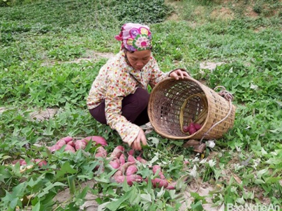 Nông dân Tương Dương thu nhập khá từ khoai lang đỏ