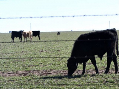 Choice for grazing cattle on wheat based on gain or grain