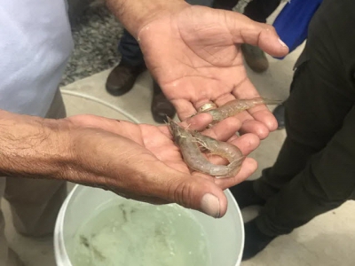 Breakthrough sale for shrimp sustainability initiative
