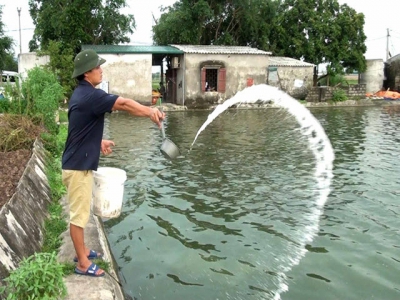 Chăm sóc và phòng bệnh cho cá trong thời điểm giao mùa