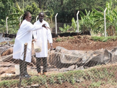 Insect meal offers hope for East African fish farmers