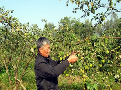 Kỹ thuật chăm sóc cây táo