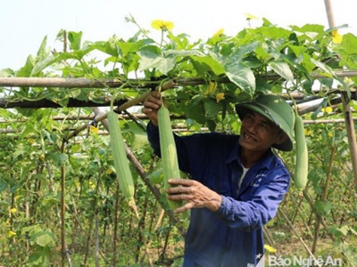 Nông dân Nam Đàn trồng mướp hương thu nhập khá