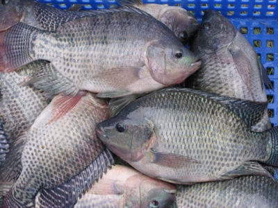 Production of omega-3 enriched tilapia through dietary algae meal or fish oil