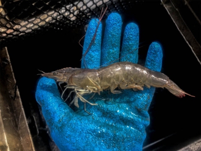 Testing soy-optimized feeds and automated feeding systems in shrimp pond production Part 1