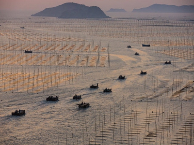 Trung Quốc rầm rộ nuôi cá tra