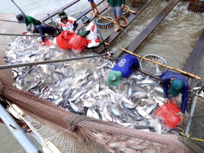 Boosting tra fish quality urged to match up to Chinese competition