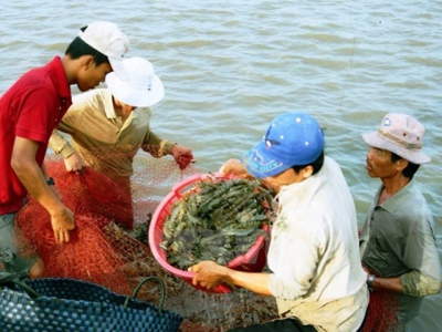 Kien Giang applies advanced technologies in large-scale shrimp farming