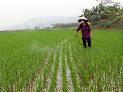 Tập trung chăm sóc, phòng trừ sâu bệnh hại lúa tại Yên Bái