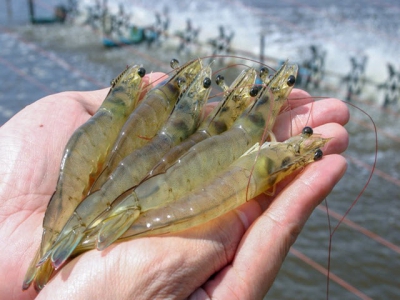 Shrimp given plasma can grow almost 10% bigger, study finds