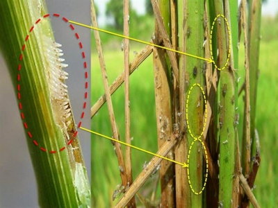 Những dịch bệnh hại cần chú ý trong tuần (28/5 - 3/6)