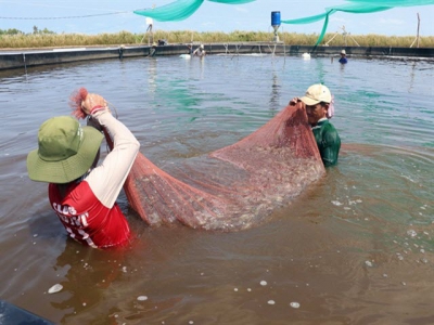 Kiên Giang district expands two-stage industrial shrimp farming