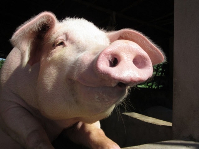 Study Mannanase, multi-enzyme supplementation improves feed efficiency in pigs