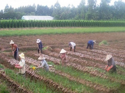 Southern provinces replace crops on ineffective rice growing area