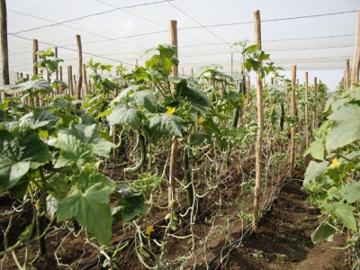 Agricultural cooperatives urged to adapt to market mechanism, climate change