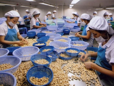 Poor-quality raw material imports hamper cashew processing sector