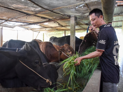 Nâng cao thu nhập từ mô hình vỗ béo bò