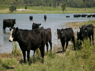 Webinar to explore heritability of cattle water intake