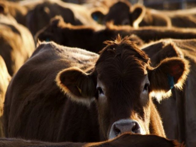 Cattle placements higher than anticipated