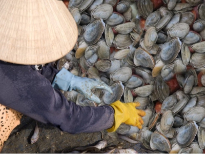 Tiền Giang to develop clam farming in coastal area