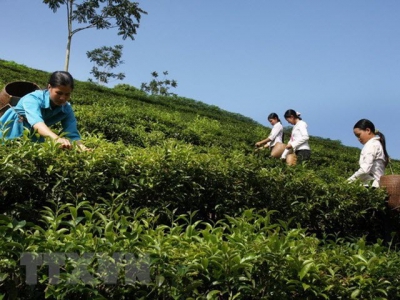 Vietnams tea exports edge up 15.4 percent in Q1