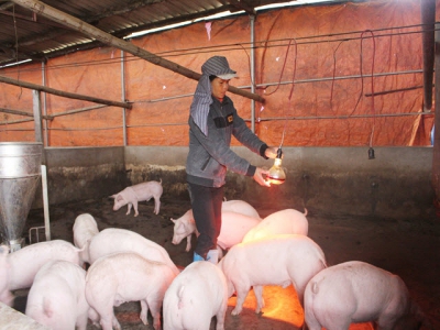 Một số biện pháp phòng chống rét cho đàn lợn