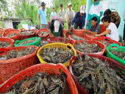 Shrimp industry sets up a target of 4.2 billion USD