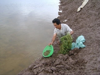 Nuôi cua trên ruộng muối