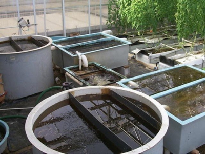 A Guide to Recirculation Aquaculture - Part 4