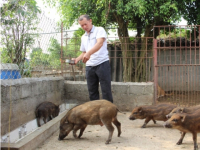 Lợn rừng dễ nuôi, an toàn dịch bệnh, thu lãi cao