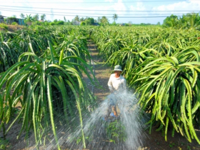 Biện pháp kỹ thuật bảo vệ vườn cây ăn trái