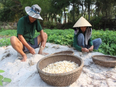 Trồng ném lấy củ trên đất cát