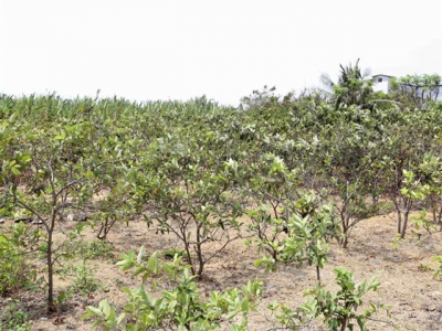 Mekong Delta fruit cultivation hit by saltwater intrusion