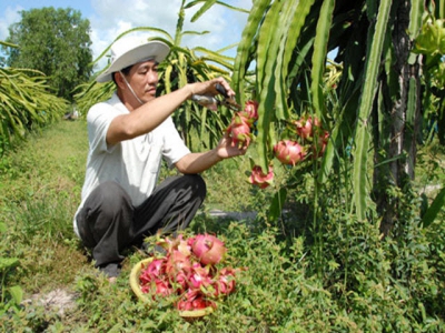 Viet Nam farm exports head for Chinese market again