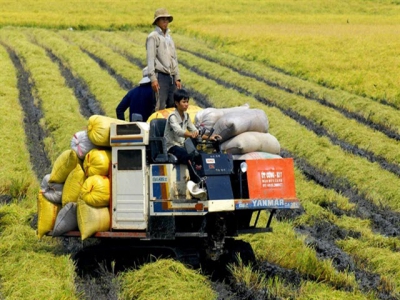 An Giang programme for producing rice seeds continues to attract farmers