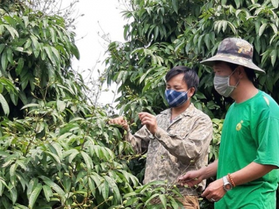 Bac Giang focuses on making lychee national product