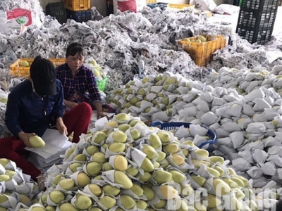 Bac Giang develops domestic market to limit damage for farm produce
