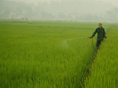Winter-spring rice crop at high risk of disease: Agriculture minister