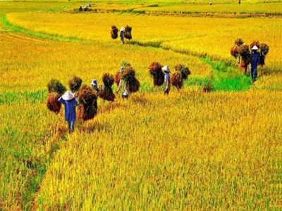 Organic rice zone emerged in central Vietnam