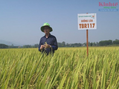 TBR117 - giống lúa thuần triển vọng