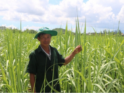 Nhiều chính sách hỗ trợ nông dân duy trì trồng mía