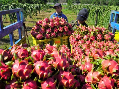 Vietnamese fruit and vegetable businesses seek to meet global demands