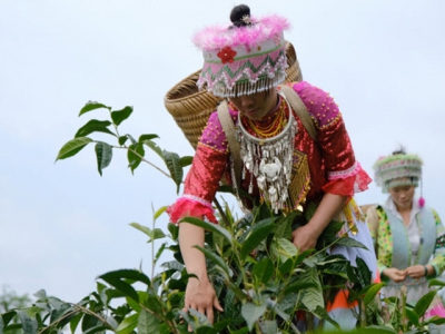 Shan Tuyet tea well preserved in Na Hang