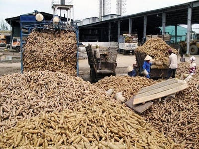 Cassava exports enjoy surge in Q1