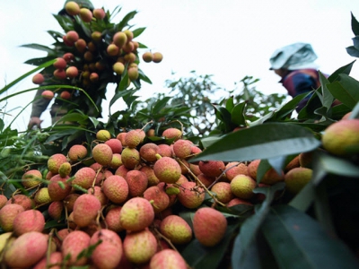 Government allows 190 Chinese traders to enter Vietnam to buy lychees