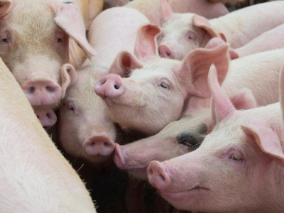 Khó khăn bủa vây ngành chăn nuôi lợn toàn cầu
