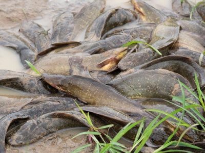 Mật độ nuôi cá trê vàng trong hệ thống tuần hoàn