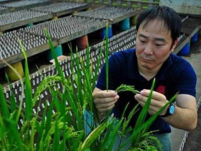 Khai thác ‘đồng hồ sinh học' của cây trồng để sản xuất bền vững hơn